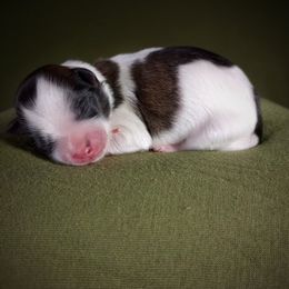 Companion Cross, Mal-Shi, Maltese, Maltipoo, Morkie, and Shih Tzu Puppies from Seeking Shalom Acres Maltese, Maltipoos & Havamalts