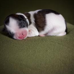 Companion Cross, Mal-Shi, Maltese, Maltipoo, Morkie, and Shih Tzu Puppies from Seeking Shalom Acres Maltese, Maltipoos & Havamalts