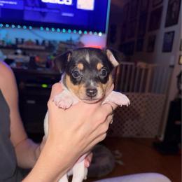 Ruby male 1 - White black and tan male Toy Fox Terrier puppy in Clermont, Florida from Debbie Hiles's Toy Fox Terriers