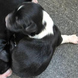 Girl 1 - Black and white female Aussiedoodle puppy in Lebanon, Oregon from Abbott Family Farm