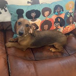 Poa poa - Dachshund