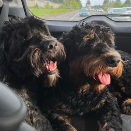 Assorted Doodle Crosses, Bernese Mountain Dog, and Goldendoodle All Grown Up from Rees Hill Doodles