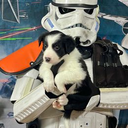 Ahsoka - Border Collie puppy in Powhatan, Virginia from Kiltedcollies