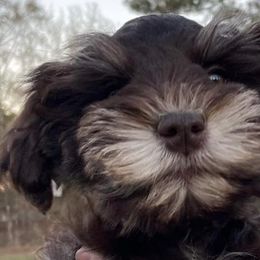 Miniature Schnauzers from Arsement Farms