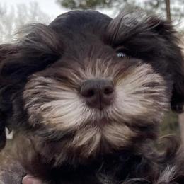 Miniature Schnauzers from Arsement Farms