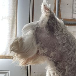 Millie - Miniature Schnauzer
