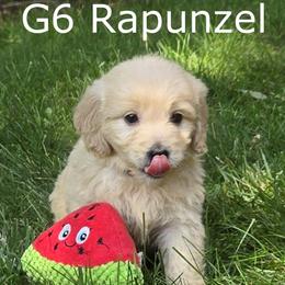 Girl 6 - Cream female Goldendoodle puppy in Milford, Michigan from Servant Kennel