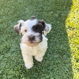 Luke - Parti male Miniature Schnauzer puppy in Hemet, California from Feshia's Miniature Schnauzers