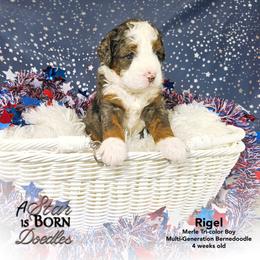 Rigel - Blue Collar - Blue merle male Bernedoodle puppy in Jackson, Michigan from A Star is Born Doodles