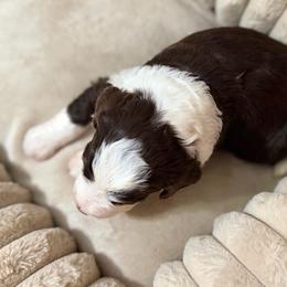Charlotte - Brown female Bernedoodle puppy in Warrensburg, Missouri from Dreamer Ridge Puppies