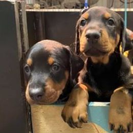 Doberman Pinschers from Kiziah Dobermans