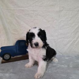 Nova - Black and white female Sheepadoodle puppy in Weatherford, Texas from Oodles of poodles and doodles