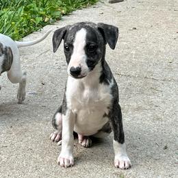 Flinn - Fawn brindle male Whippet puppy in Clinton, Tennessee from Ivanhoe Borzoi