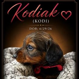Kodiak - Red male Dachshund puppy in Shawnee, Oklahoma from Magic Eagle Miniature Dachshunds