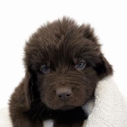 Tank blue collar - Brown male Newfoundland puppy in Comstock Park, Michigan from Two Brown Dogs and a Pig