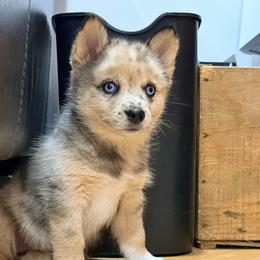 Freya - Merle female Pomsky puppy in Doon, Iowa from Luxury Pomsky