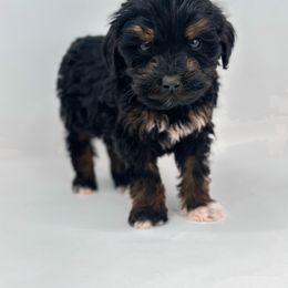 Rhett - Phantom male Goldendoodle puppy in Davison, Michigan from Dreaming Doodles