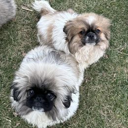 Pekingese from Pekingese Puppy Bliss