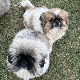 Pekingese from Pekingese Puppy Bliss