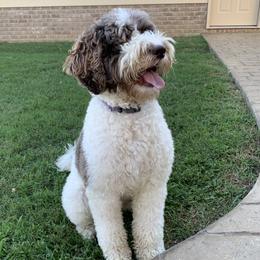 Lucy - Australian Labradoodle