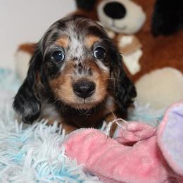 Girl 1 - Blue and tan female Dachshund puppy in Craig, Colorado from Rocky Mountain Shih Tzus and Dry Creek Miniature Dachshunds