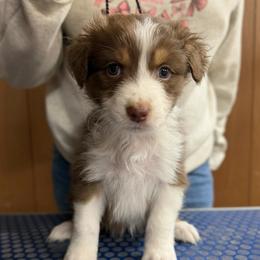 Rose - Red tri-color female Australian Shepherd puppy in Falmouth, Kentucky from Queen City Farm