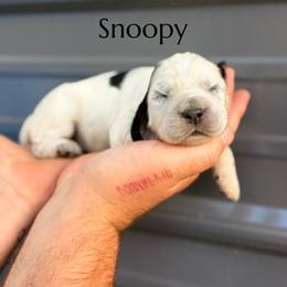 Snoopy - Tri-Roan male English Springer Spaniel puppy in Uvalda, Georgia from Willow Creek Farms