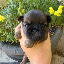 Buster - Red male Brussels Griffon puppy in Brooks, Georgia from Brooks Berner Bears & Brussels Griffons