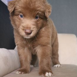Australian Shepherd Puppies from Kiki's Aussies