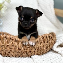 Groot 3550 - Black and tan male Chihuahua puppy in Beaumont, Texas from Down south pups