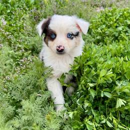 Indigo - Blue merle female Australian Shepherd puppy in Heber City, Utah from Junipersdoodles