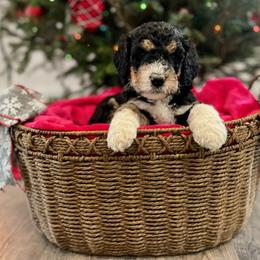 Bernedoodle Puppies from Oso Perfect Poodles and Doodles