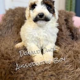 Donald Duck - Sable male Aussiedoodle puppy in Grove, Oklahoma from Guinn Family Farms