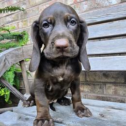 Sailor - Brown female Colombian Fino Hound puppy in Kingston, Tennessee from Fino Hounds USA