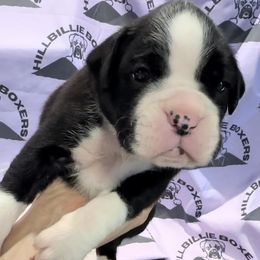 Zeek - Boxer puppy from Hillbillie Boxers