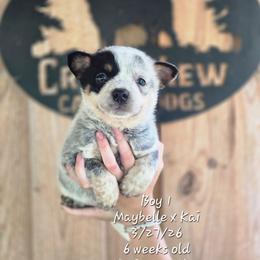 Boy 1 - Blue mottled male Australian Cattle Dog puppy in Monroe, North Carolina from Creek View Cattle Dogs