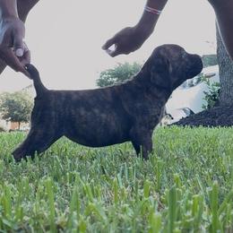 Girl 1 - Chestnut brindle female Cane Corso puppy in Sienna, Texas from Robinson Elite Corsos