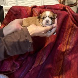 Cider - Red male Lhasa Apso puppy in Waterford, Connecticut from Floofie Butts