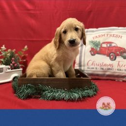 Blue boy - Golden male Golden Retriever puppy in Belton, South Carolina from McAbee’s Golden Retrievers