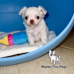 Linus 4000 - Cream and white male Chihuahua puppy in Naples, Florida from Naples Tiny Dogs
