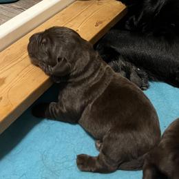 Labrador Retrievers from Rafter CS Labradors