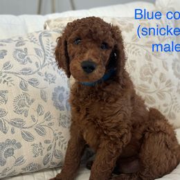 Poodle Puppies from Orange Grounds Poodles