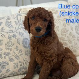 Poodle Puppies from Orange Grounds Poodles