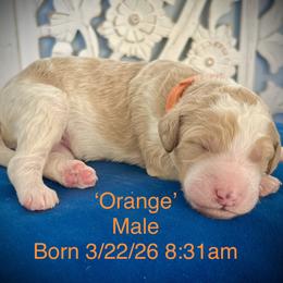 Orange - Parti male Goldendoodle puppy in Helena Valley Northeast, Montana from Joy Meadows Goldendooles