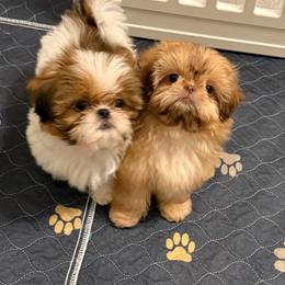 Ava - Liver female Shih Tzu puppy in Galveston, Texas from 🌗 New Moon Shih Tzu 🌗