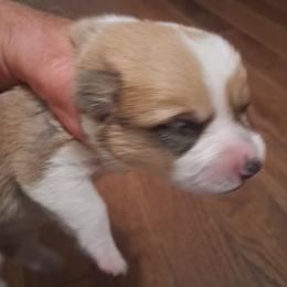 Dot - Red female Pembroke Welsh Corgi puppy in Gaffney, South Carolina from Battlefield Kennels