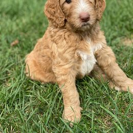 Goldendoodle Puppies from New Jersey Doodles
