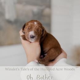 Oh Bother - Red  male Goldendoodle puppy in Roanoke Rapids, North Carolina from Sweeter than Honey Doodles