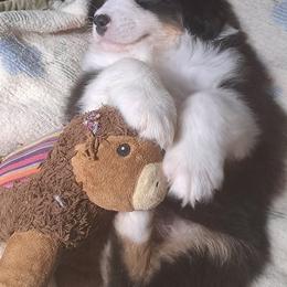 TAYLOR - Black tri-color male Australian Shepherd puppy in Elk Creek, Missouri from Hearts on Fire Australian Shepherds