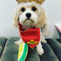 Cavapoo All Grown Up from Bubble-ishous Cavaliers and Cavapoos